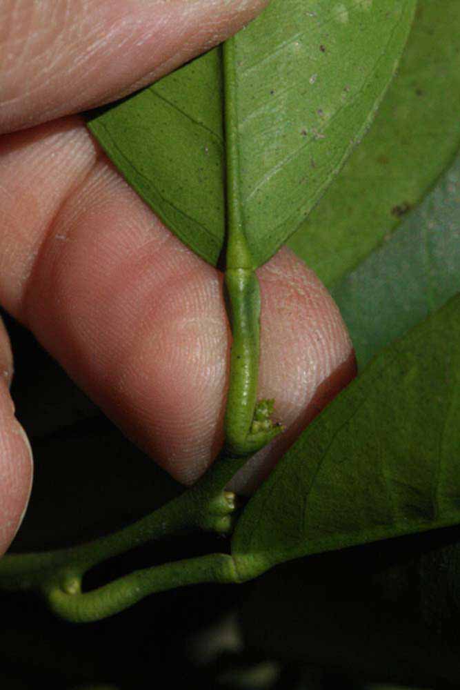              Petiole (Riverside, CA)       